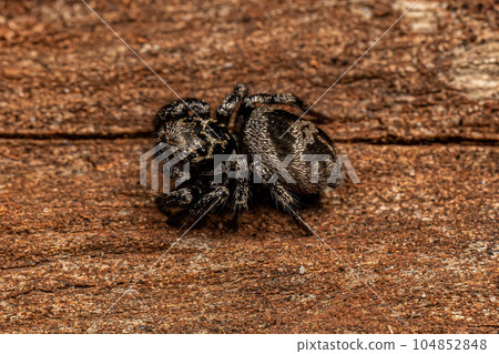 Adult Female jumping spider Adult Female jumping spider 104852848