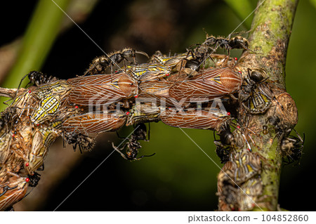 Aetalionid Treehopper Nymphs and Adults and Adult Odorous Ants Aetalionid Treehopper Nymphs and Adults and Adult Odorous Ants 104852860