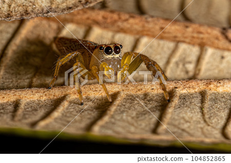 Male Jumping Spider Male Jumping Spider 104852865