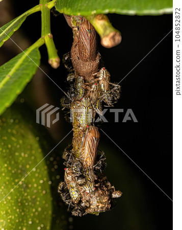 Aetalionid Treehopper Nymphs and Adults and Adult Odorous Ants 104852872
