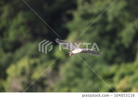 Great blue heron Great blue heron 104853116