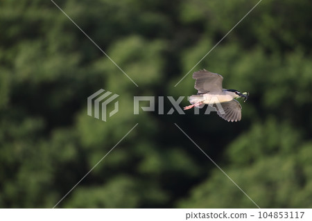 Great blue heron Great blue heron 104853117