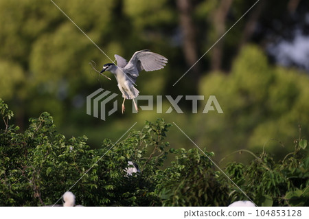 Great blue heron Great blue heron 104853128