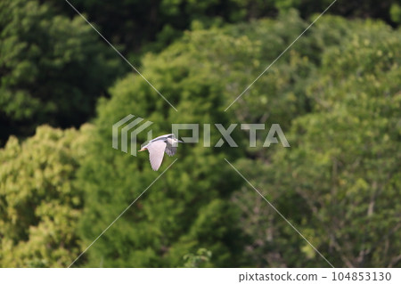 Great blue heron Great blue heron 104853130