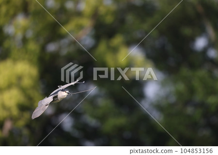 大藍鷺 大藍鷺 104853156