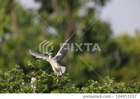 Great blue heron Great blue heron 104853157