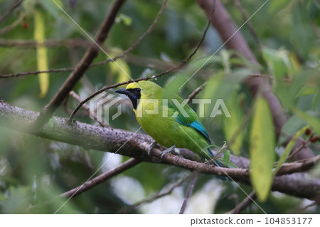 Borneo Screechbird 104853177