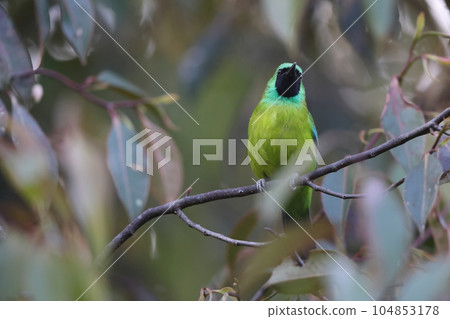 Borneo Screechbird 104853178