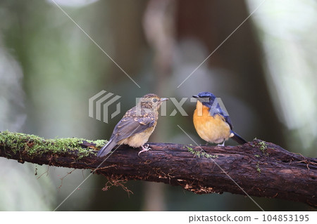 Bornean flycatcher 104853195