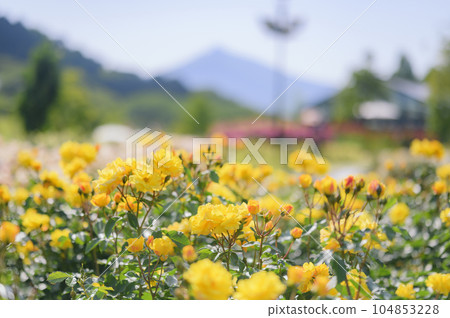 Yellow rose Yellow rose 104853228