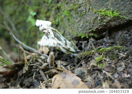 里山蘑菇,馬鞍形頭 里山蘑菇,馬鞍形頭 104853329