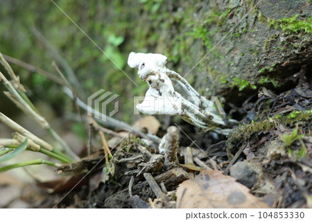 Mushrooms from Satoyama, a saddle-shaped head 104853330