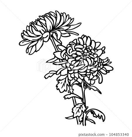Chrysanthemum by hand drawing 104853340