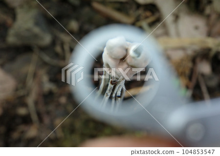 Mushrooms in Satoyama Observation of a saddle-shaped head 104853547