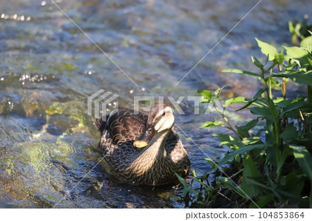 Waterside caesar butterfly Waterside caesar butterfly 104853864