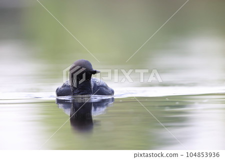 Shiroleio Oham Shiroleio Oham 104853936