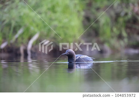 Shiroleio Oham 104853972