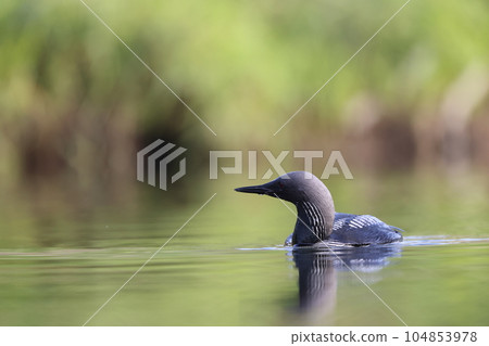 Shiroleio Oham 104853978