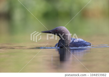 Shiroleio Oham 104853982