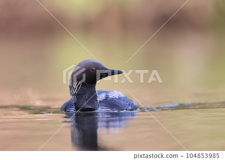 Shiroleio Oham 104853985