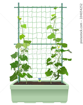 種植黃瓜幼苗的播種機 104854252