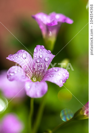 Murasaki Kabaki花 Murasaki Kabaki花 104854368