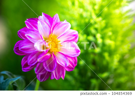 Dahlia flower macro image Dahlia flower macro image 104854369