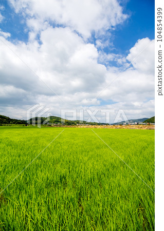 夏天的稻田和藍天形象 夏天的稻田和藍天形象 104854399