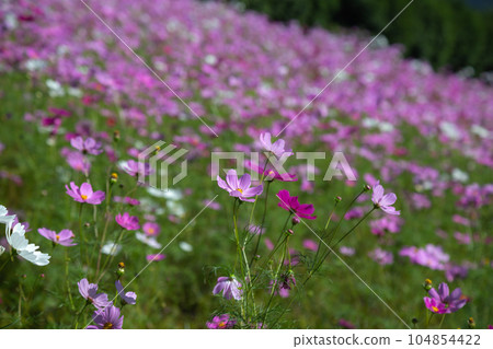 波斯菊領域秋天圖像 波斯菊領域秋天圖像 104854422