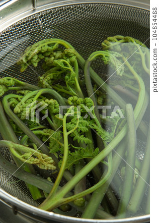 Bracken 104854488
