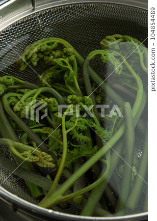Bracken 104854489