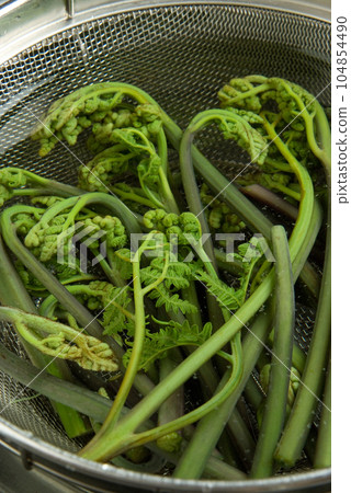 Bracken 104854490