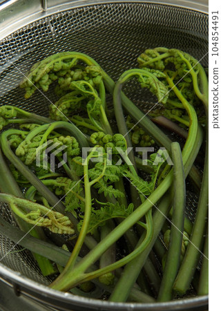 Bracken 104854491