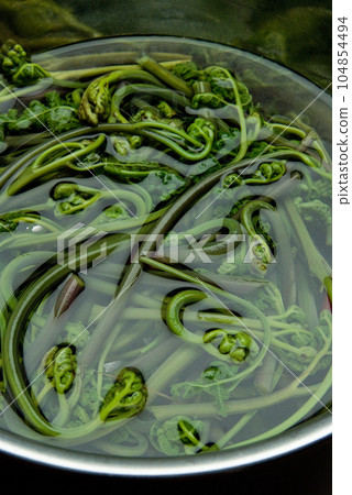 Bracken 104854494