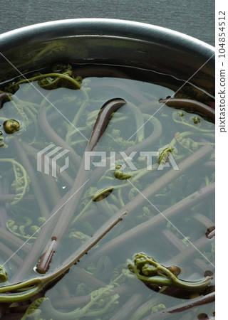 Bracken 104854512