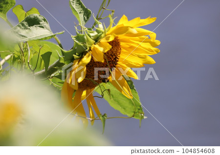 Summer flowers, sunflower 104854608