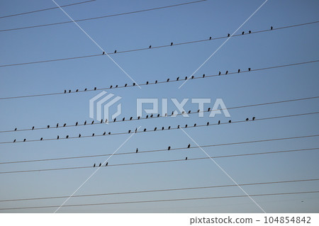 晚上，一群大鸕鶿棲息在電線上 104854842