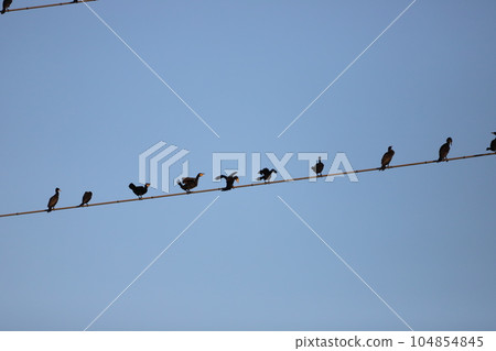 晚上，一群大鸕鶿棲息在電線上 104854845