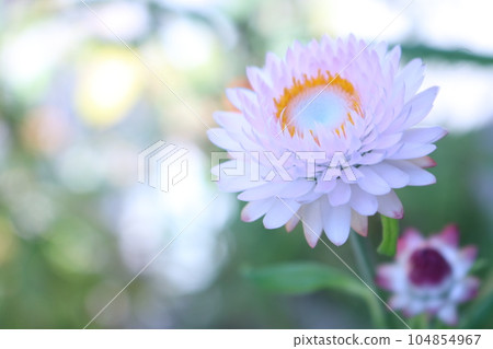 Close-up of pale pink emperor shell (Mugiwaragiku) 104854967