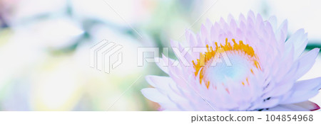 Close-up of pale pink emperor shell (Mugiwaragiku) 104854968