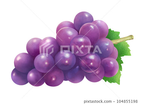 Watercolor illustration of fresh grapes and leaves Fresh and sweet seasonal fruit 104855198