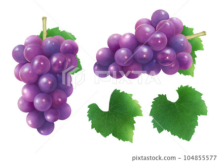 Set of watercolor illustrations of delicious grapes and leaves Fresh and sweet seasonal fruits 104855577
