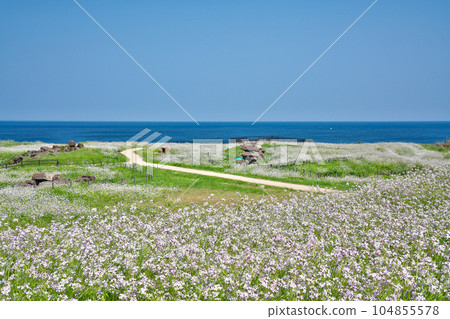 [Taisei Burial Mounds Observatory (Hamadaikon flower in full bloom)] Taisei Takeno, Kyotango City, Kyoto Prefecture 104855578