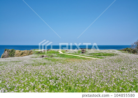 [Taisei Burial Mounds Observatory (Hamadaikon flower in full bloom)] Taisei Takeno, Kyotango City, Kyoto Prefecture 104855580