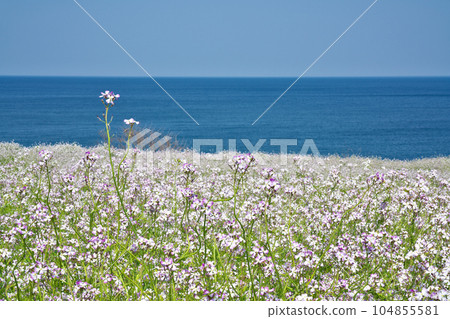 [大成古墳展望台（浜大根花盛開）] 京都府京丹後市大成竹野 104855581