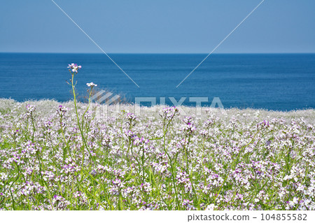 [大成古墳展望台（浜大根花盛開）] 京都府京丹後市大成竹野 104855582