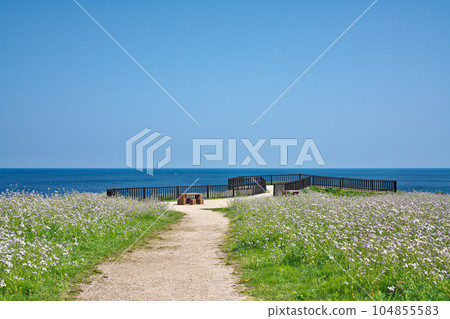 [大成古墳展望台（浜大根花盛開）] 京都府京丹後市大成竹野 104855583