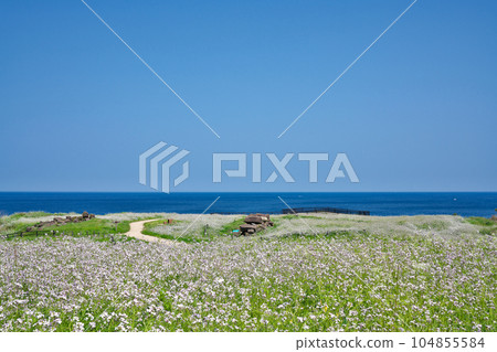 [大成古墳展望台（浜大根花盛開）] 京都府京丹後市大成竹野 104855584