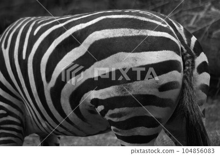 Zebra Zebra 104856083