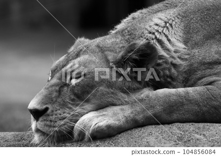 sleeping queen lion sleeping queen lion 104856084